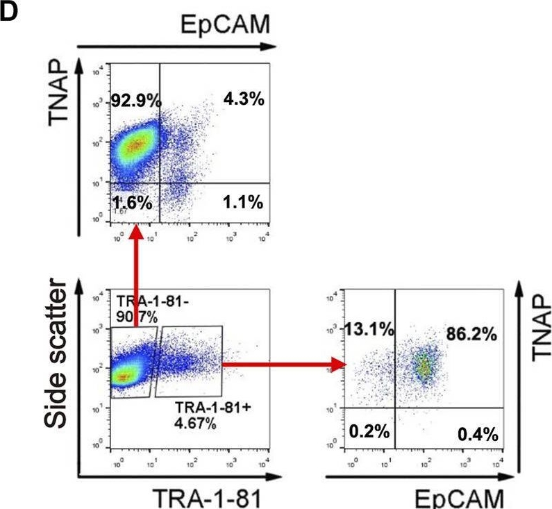 Fig.4.D showing Flow cytometry/Cell sorting from the publication: Xenotransplantation of Human Spermatogonia Into Various Mouse Recipient Models.