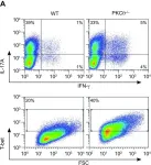 Fig.1.A showing Flow cytometry/Cell sorting from the publication: Protein kinase C θ regulates the phenotype of murine CD4+ Th17 cells.