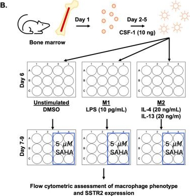 Fig.2.B from the publication: SAHA Alters Macrophages in the Tumor-Immune Landscape in Preclinical Models of Triple-Negative Breast Cancer.