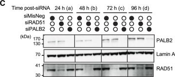 Fig.1.C showing Western Blotting from the publication: The homologous recombination factors BRCA2 and PALB2 interplay with mismatch repair pathways to maintain centromere stability and cell viability.