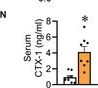 Fig.1.N showing Enzyme-linked immunosorbent assay from the publication: Imbalanced Skeletal Muscle Mitochondrial Proteostasis Causes Bone Loss.