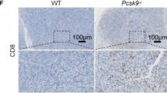 【再出品】melanin TGN38 Antibody (2F7.1) (NB300-575): Novus Biologicals