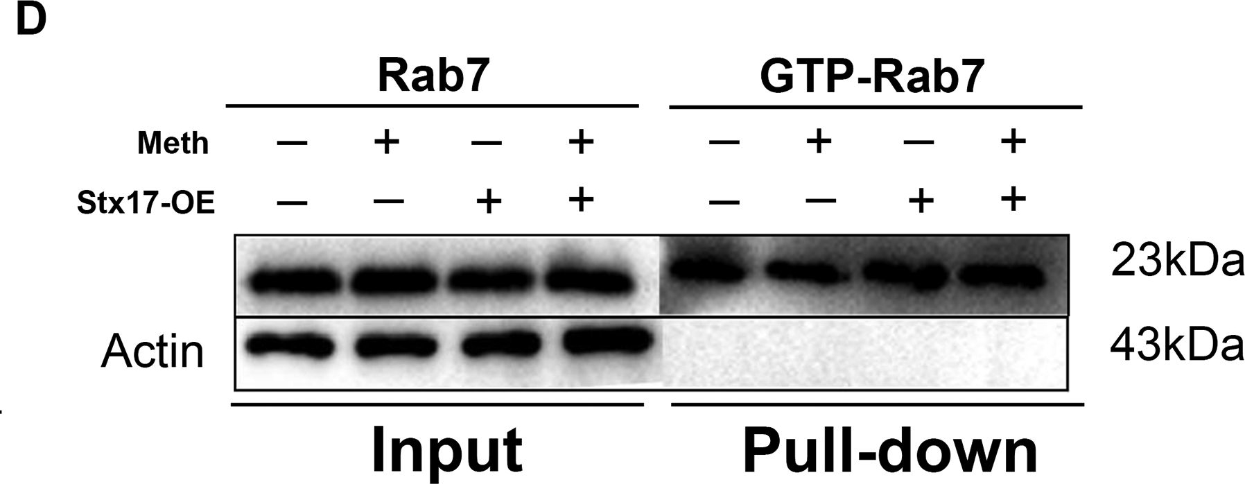 Fig.6.D showing Western Blotting from the publication: Key roles of autophagosome/endosome maturation mediated by Syntaxin17 in methamphetamine-induced neuronal damage in mice.