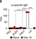 Fig.1.G showing Enzyme-linked immunosorbent assay in a Mus musculus (House mouse) sample from the publication: Fat-associated lymphoid clusters control local IgM secretion during pleural infection and lung inflammation.
