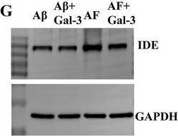 Fig.5.G showing Western Blotting in a Mus musculus (House mouse) sample from the publication: Farnesylthiosalicylic Acid Through Inhibition of Galectin-3 Improves Neuroinflammation in Alzheimer Disease via Multiple Pathways.