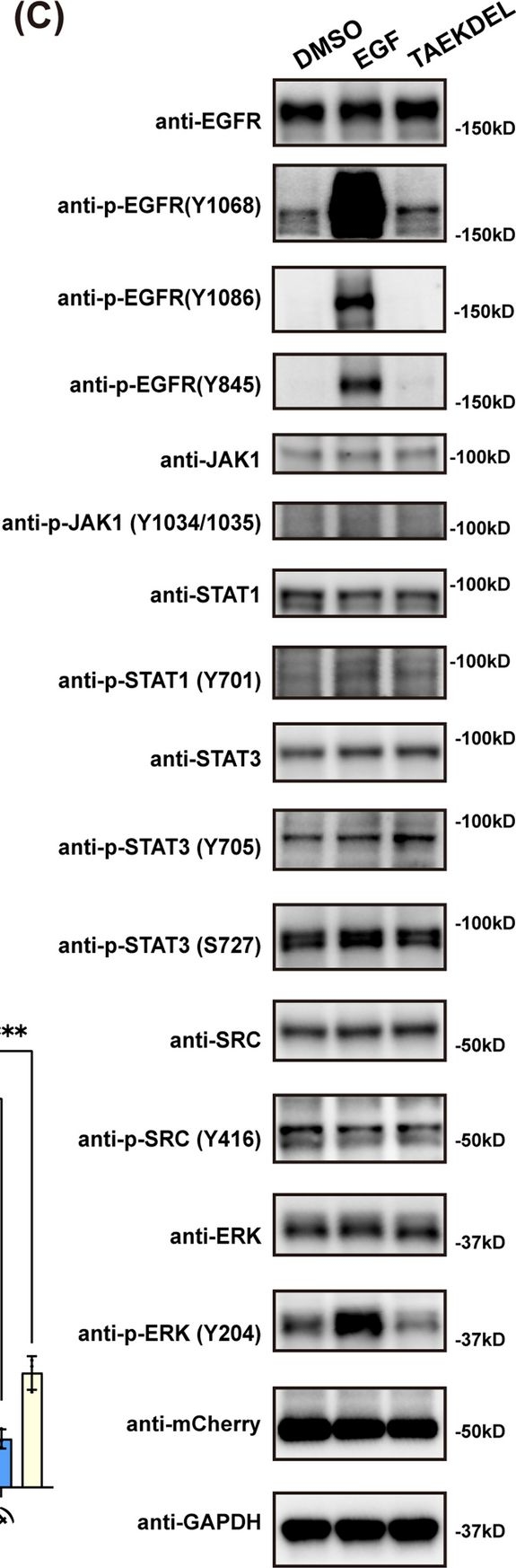 Fig.6.C showing Western Blotting in a Homo sapiens (Human) sample from the publication: Crosstalk between KDEL receptor and EGF receptor mediates cell proliferation and migration via STAT3 signaling.