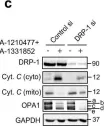 Fig.5.C showing Western Blotting in a Homo sapiens (Human) sample from the publication: DRP-1 functions independently of mitochondrial structural perturbations to facilitate BH3 mimetic-mediated apoptosis.