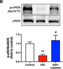 Fig.6.B showing Western Blotting from the publication: Nobiletin Protects Endothelial Function in High-Fat Diet-Induced Obese Mice Through Activation of 5' Adenosine Monophosphate-Activated Protein Kinase.