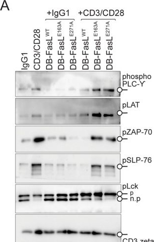 Fig.4.A showing Western Blotting in a Homo sapiens (Human) sample from the publication: Characterizing the regulatory Fas (CD95) epitope critical for agonist antibody targeting and CAR-T bystander function in ovarian cancer.
