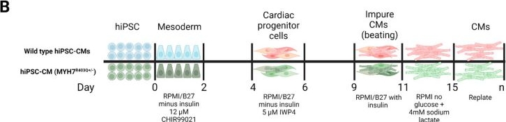 Fig.1.B from the publication: Multi-Omics Profiling of Hypertrophic Cardiomyopathy Reveals Altered Mechanisms in Mitochondrial Dynamics and Excitation-Contraction Coupling.