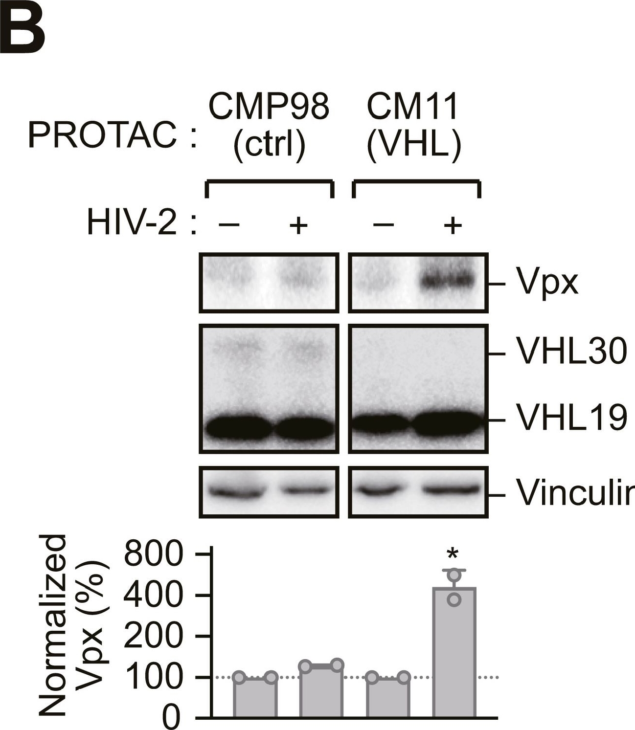 Fig.2.B showing Western Blotting from the publication: PHD3-VHL axis controls HIV-2 infection through oxygen-dependent hydroxylation and degradation of Vpx.