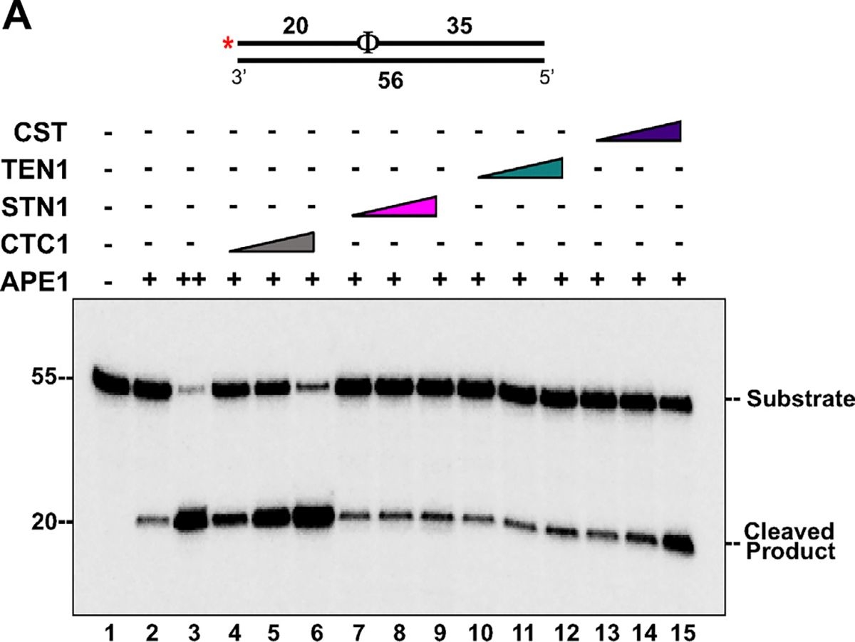 Fig.3.A showing Western Blotting in a Homo sapiens (Human) sample from the publication: Human CST Stimulates Base Excision Repair to Prevent the Accumulation of Oxidative DNA Damage.