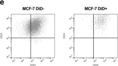Fig.4.E showing Flow cytometry/Cell sorting from the publication: Chemotherapy resistance and stemness in mitotically quiescent human breast cancer cells identified by fluorescent dye retention.