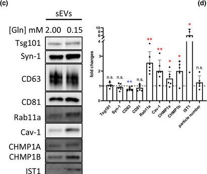 Fig.1.C showing Western Blotting from the publication: Accessory ESCRT-III proteins are conserved and selective regulators of Rab11a-exosome formation.