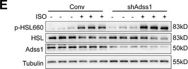 Fig.5.E showing Western Blotting from the publication: Adenylosuccinate Synthase 1 Deficiency Improves Energy Metabolism by Promoting Adipose Tissue Re-esterification via Glycerol Kinase Upregulation.