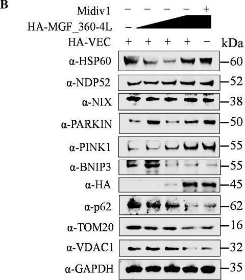 Fig.5.B showing Western Blotting in a Homo sapiens (Human) sample from the publication: The African swine fever virus gene MGF_360-4L inhibits interferon signaling by recruiting mitochondrial selective autophagy receptor SQSTM1 degrading MDA5 antagonizing innate immune responses.