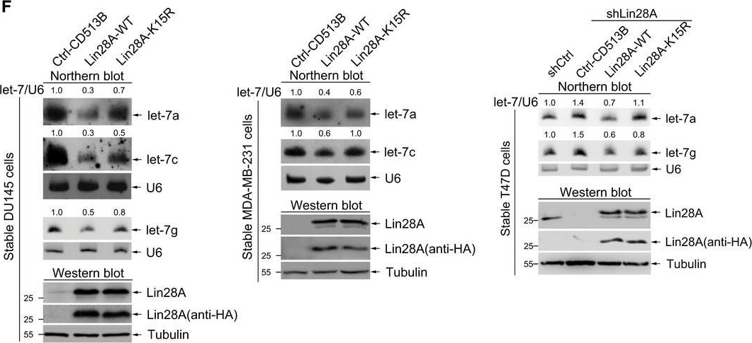 Fig.4.F showing Western Blotting in a Homo sapiens (Human) sample from the publication: SUMOylation modulates the LIN28A-let-7 signaling pathway in response to cellular stresses in cancer cells.