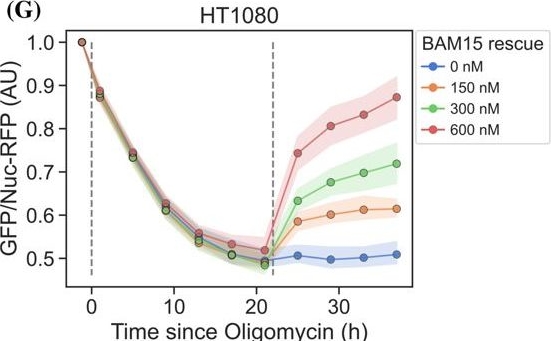 Fig.2.G from the publication: An engineered biosensor enables dynamic aspartate measurements in living cells.