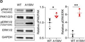 Phospho-p44/42 MAPK (Erk1/2) (Thr202/Tyr204) (D13.14.4E) Rabbit