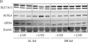 GPX4 Antibody | Cell Signaling Technology