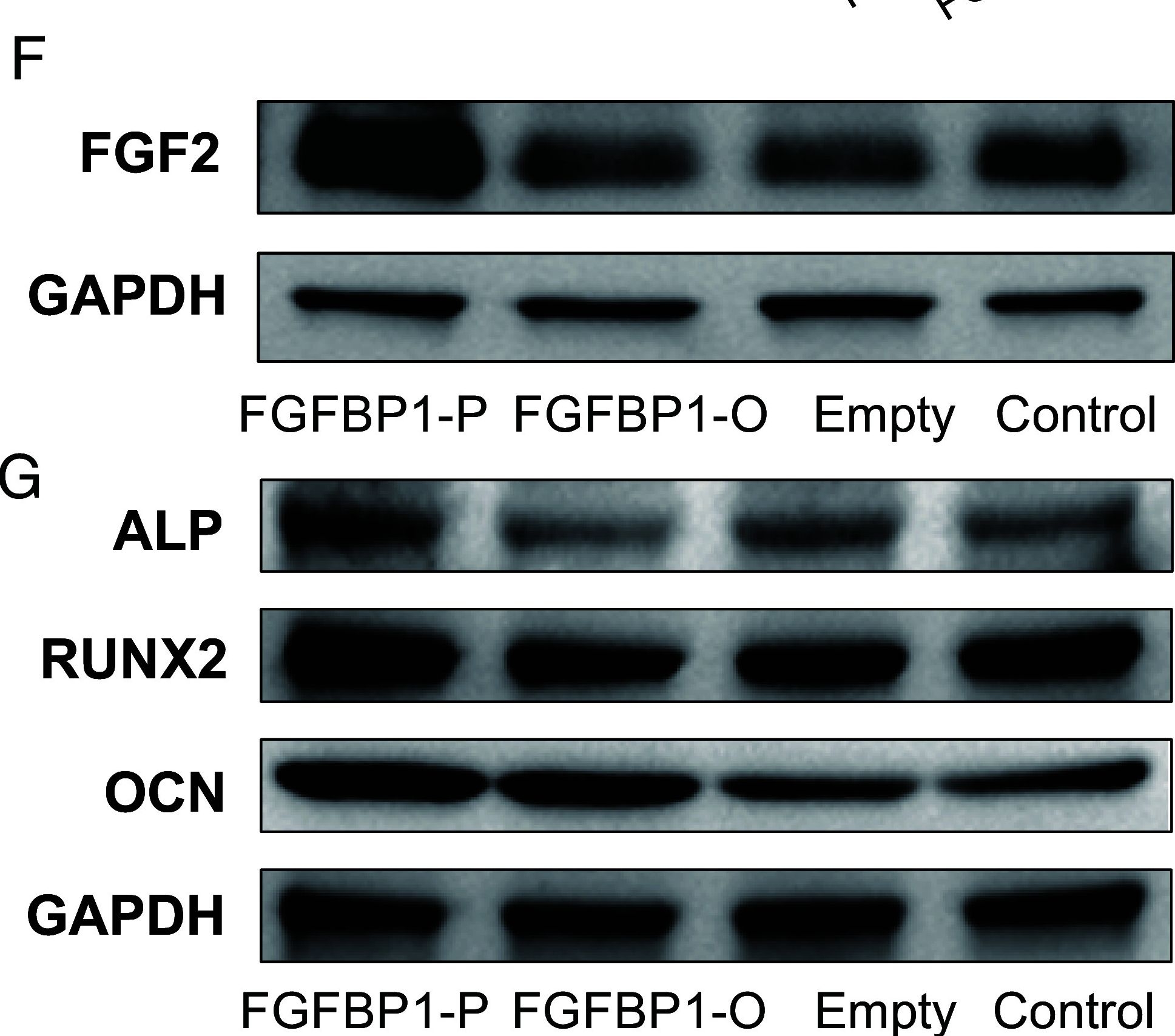 Fig.5.F showing Western Blotting from the publication: Incomplete lineage sorting shaped mixed traits during a colobine primate radiation.