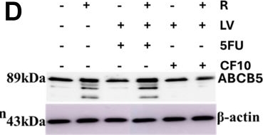 Fig.4.D showing Western Blotting from the publication: CF10/LV overcomes acquired resistance to 5-FU/LV in colorectal cancer cells through downregulation of the c-Myc/ABCB5 axis.
