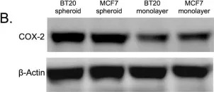 Fig.5.B showing Western Blotting in a Homo sapiens (Human) sample from the publication: TRAIL-mediated apoptosis in breast cancer cells cultured as 3D spheroids.