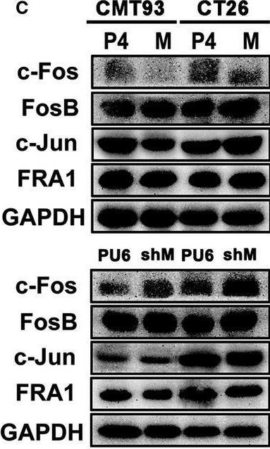 Fig.5.C showing Western Blotting from the publication: Mindin serves as a tumour suppressor gene during colon cancer progression through MAPK/ERK signalling pathway in mice.