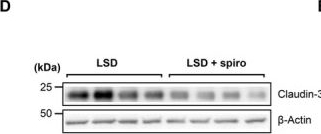 Fig.2.D showing Western Blotting from the publication: Low-Salt Diet Induces Claudin-3 Expression and Drives Adaptive Changes in Collecting Duct of Claudin-3-Deficient Mice.
