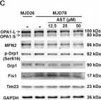 Fig.4.C showing Western Blotting from the publication: Astragaloside IV reduces mutant Ataxin-3 levels and supports mitochondrial function in Spinocerebellar Ataxia Type 3.