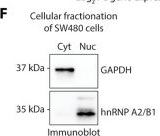Fig.3.F showing Western Blotting in a Mus musculus (House mouse) sample from the publication: Downstream-of-gene (DoG) transcripts contribute to an imbalance in the cancer cell transcriptome.