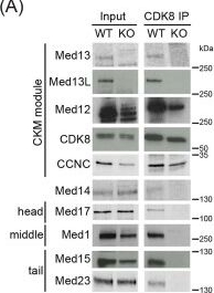 Fig.1.A showing Western Blotting from the publication: Distinct roles for CKM-Mediator in controlling Polycomb-dependent chromosomal interactions and priming genes for induction.