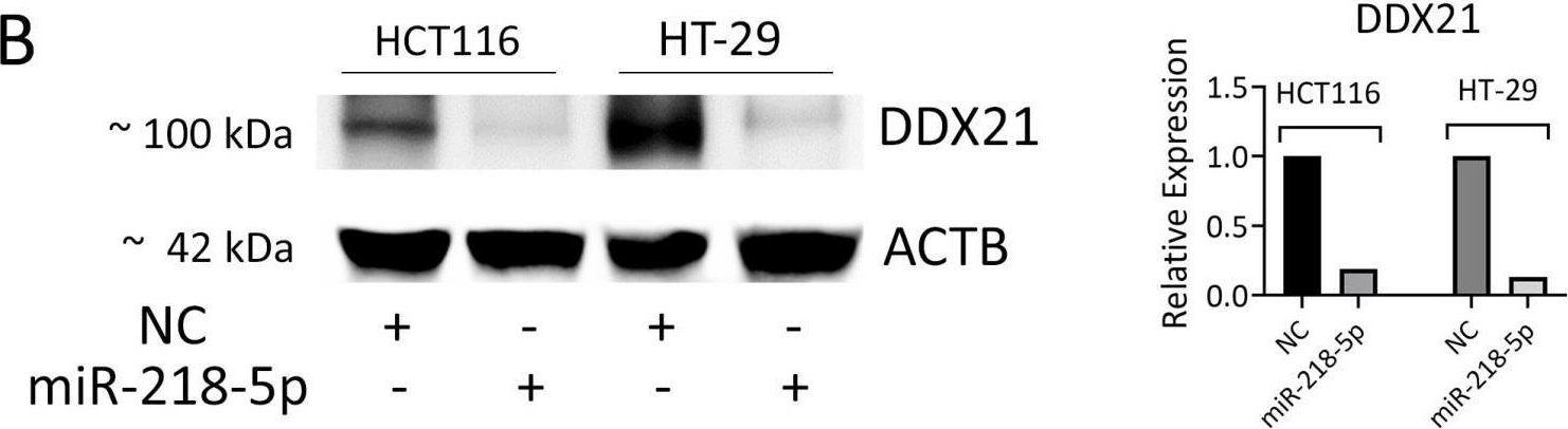 Fig.6.B showing Western Blotting from the publication: Epigenetic Silencing of miR-218-5p Modulates BIRC5 and DDX21 Expression to Promote Colorectal Cancer Progression.