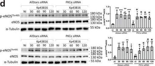 Fig.7.D showing Western Blotting in an Armoracia rusticana (Horseradish) sample from the publication: Klebsiella pneumoniae inhibits vasodilation through capsule and T6SS-dependent pathways.
