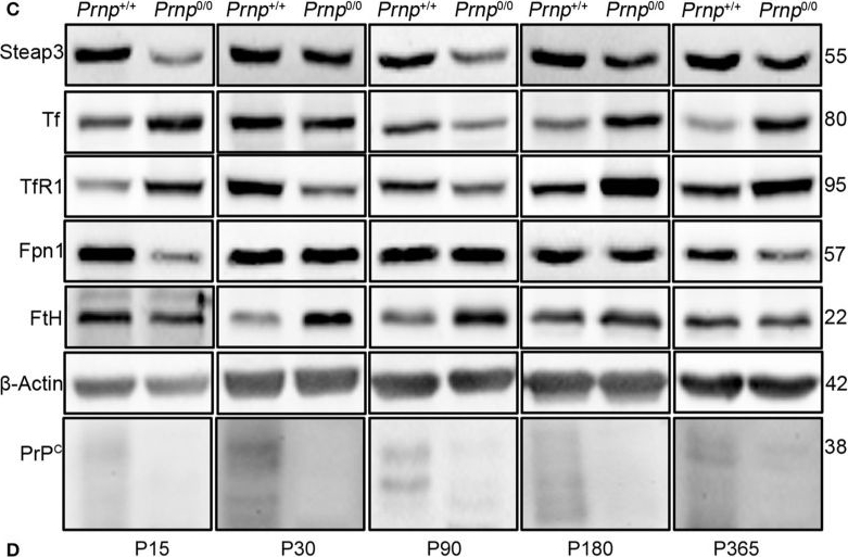 Fig.3.C showing Western Blotting in a Mus musculus (House mouse) sample from the publication: In Absence of the Cellular Prion Protein, Alterations in Copper Metabolism and Copper-Dependent Oxidase Activity Affect Iron Distribution.