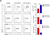 Fig.3.A showing Flow cytometry/Cell sorting from the publication: CD19-CAR-T Cells Bearing a KIR/PD-1-Based Inhibitory CAR Eradicate CD19+HLA-C1- Malignant B Cells While Sparing CD19+HLA-C1+ Healthy B Cells.