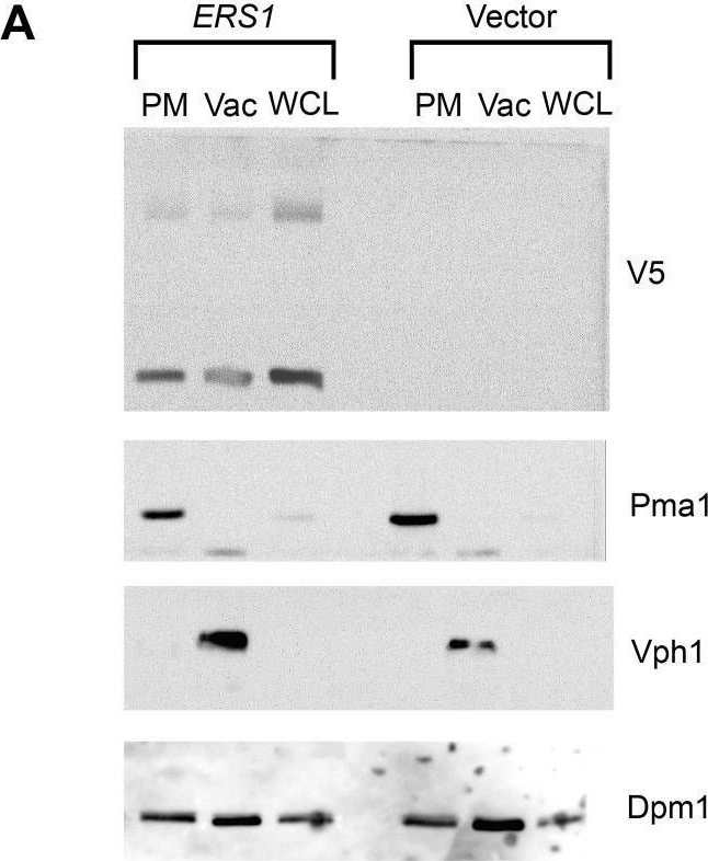 Fig.1.A showing Western Blotting from the publication: Disruption of a cystine transporter downregulates expression of genes involved in sulfur regulation and cellular respiration.