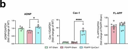 Fig.6.B showing Flow cytometry/Cell sorting from the publication: Neuron-targeted caveolin-1 overexpression attenuates cognitive loss and pathological transcriptome changes in symptomatic Alzheimer's disease models.
