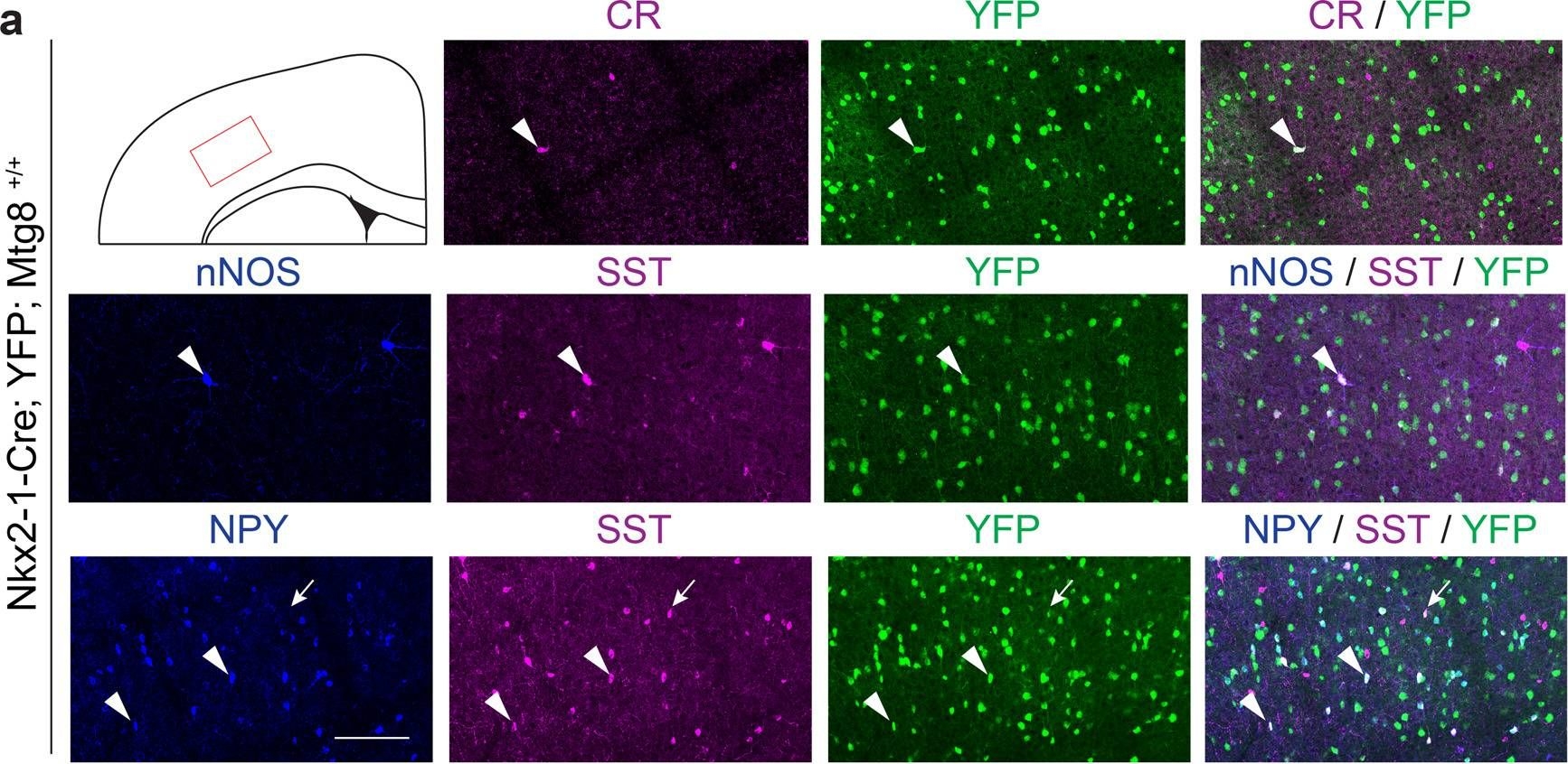 albumin antibodies - Antibody search engine - CiteAb