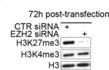 Fig.2.E showing Western Blotting from the publication: Pharmacological inhibition of EZH2 as a promising differentiation therapy in embryonal RMS.