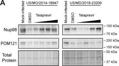 Fig.4.A showing Western Blotting in a Homo sapiens (Human) sample from the publication: Enterovirus D68 2A protease causes nuclear pore complex dysfunction and independently contributes to motor neuron toxicity.