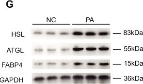 Fig.2.G showing Western Blotting from the publication: RNase P generated tRFSer-GCT promotes fat storage in adipocytes via Adrb2 signaling.