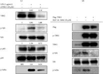 Phospho-Syk (Tyr525/526) Antibody | Cell Signaling Technology