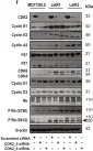 Fig.2.F showing Western Blotting in a Homo sapiens (Human) sample from the publication: Co-targeting CDK2 and CDK4/6 overcomes resistance to aromatase and CDK4/6 inhibitors in ER+ breast cancer.