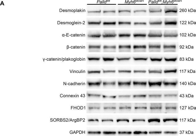Fig.6.A showing Western Blotting in a Mus musculus (House mouse) sample from the publication: Ablation of palladin in adult heart causes dilated cardiomyopathy associated with intercalated disc abnormalities.