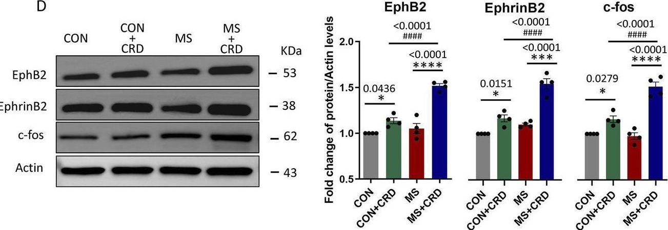 Fig.1.D showing Western Blotting in a Mus musculus (House mouse) sample from the publication: Activation of EphrinB2/EphB2 signaling in the spine cord alters glia-neuron interactions in mice with visceral hyperalgesia following maternal separation.