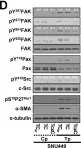 Fig.6.D showing Western Blotting from the publication: N-terminus-independent activation of c-Src via binding to a tetraspan(in) TM4SF5 in hepatocellular carcinoma is abolished by the TM4SF5 C-terminal peptide application.