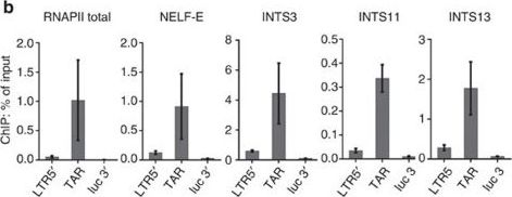 Fig.2.B showing Chromatin immunoprecipitation in a Homo sapiens (Human) sample from the publication: Integrator complex regulates NELF-mediated RNA polymerase II pause/release and processivity at coding genes.