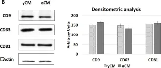 Fig.7.B showing Western Blotting from the publication: 3D ECM-Based Scaffolds Boost Young Cell Secretome-Derived EV Rejuvenating Effects in Senescent Cells.