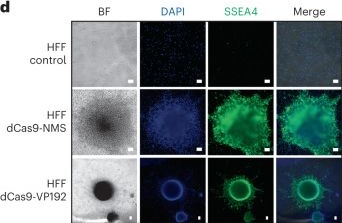 Fig.5.D showing Immunocytochemistry-immunofluorescence from the publication: Compact engineered human mechanosensitive transactivation modules enable potent and versatile synthetic transcriptional control.